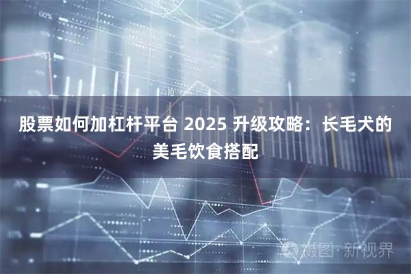 股票如何加杠杆平台 2025 升级攻略：长毛犬的美毛饮食搭配